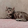 kitten, tabby_cat, pet, feline, young_animal, cute, curious, lying_down, soft_texture, pink_blanket, striped_background, whiskers, small_paws, domestic_cat, indoor, closeup, fur, animal, resting, adorable