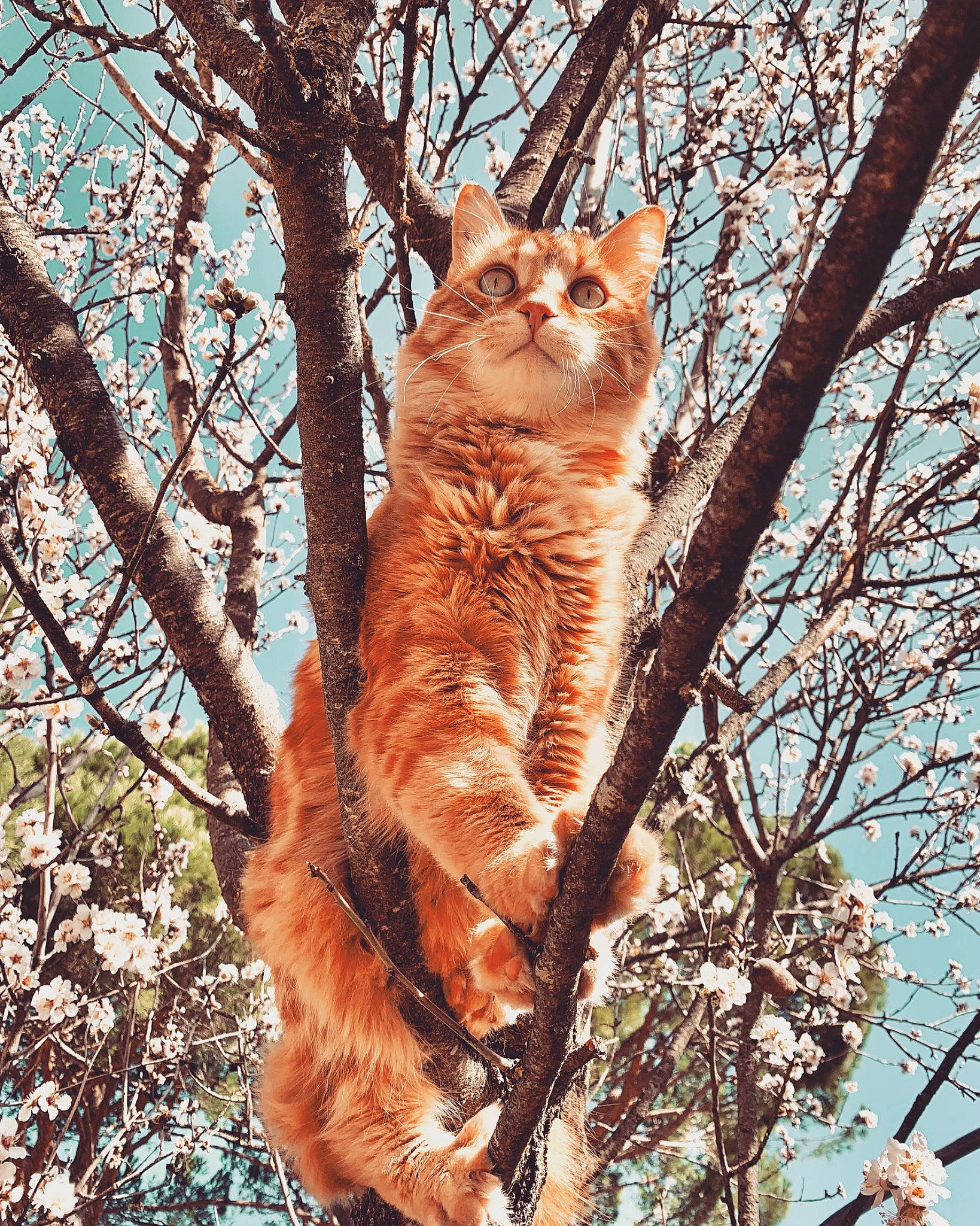 Loukoum a rejoint le concours — aidez-le/la à gagner de superbes lots ! botany, carnivore, cat, eye, fawn, felidae, head, human_body, leaf, nature, plant, small_to_medium_sized_cats, snout, tail, tree, trunk, twig, whiskers, wood, woody_plant