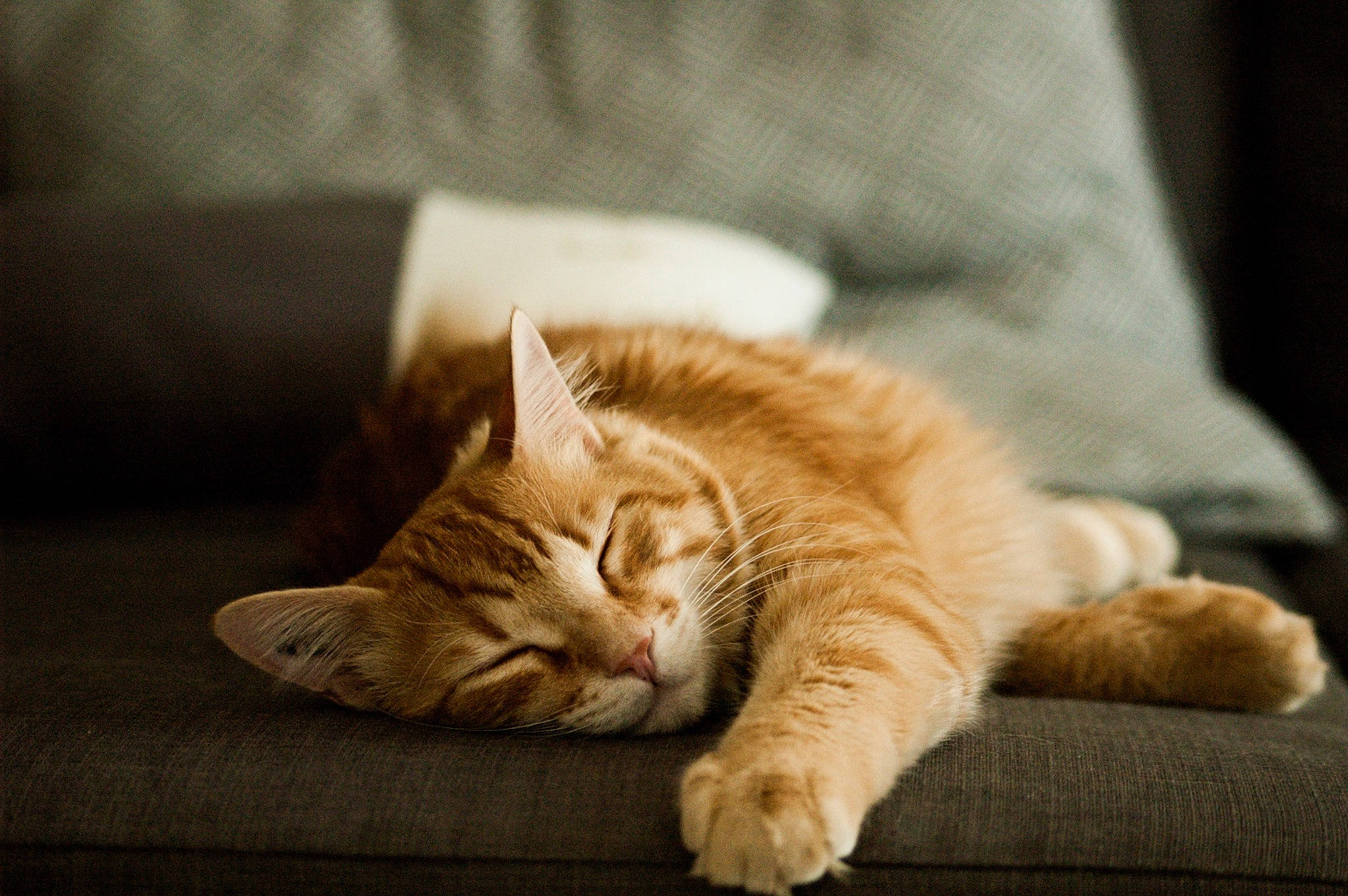 Loukoum participe au concours pour gagner de l'argent avec cette photo : carnivore, cat, claw, comfort, domestic_short_haired_cat, fawn, felidae, flooring, foot, fur, human_leg, nap, paw, sitting, sleep, small_to_medium_sized_cats, snout, tail, whiskers, wood