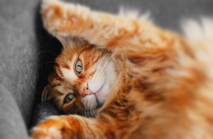 Loukoum participe au concours pour gagner de l'argent avec cette photo : brown, carnivore, cat, claw, domestic_short_haired_cat, fawn, felidae, fur, macro_photography, paw, plant, small_to_medium_sized_cats, snout, tail, terrestrial_animal, whiskers, wildlife, wood