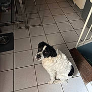 Marley a rejoint le concours — aidez-le/la à gagner de superbes lots ! dog, black_and_white, sitting, tile_floor, kitchen, pet, indoor, looking_up, animal, domestic, floor_tiles, cabinet, chair, dog_bowl, curious, companion, fur, home, waiting, cute