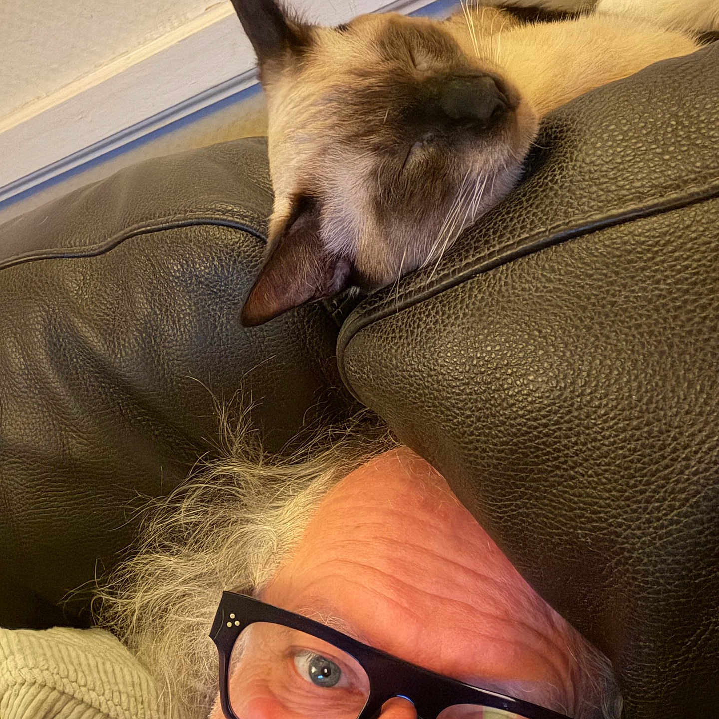 Ava a rejoint le concours — aidez-le/la à gagner de superbes lots ! casual, cat, closeup, couch, cozy, face, furniture, glasses, gray_hair, head, home, indoor, leather, man, portrait, relaxing, resting, siamese_cat, sleeping_cat, whiskers