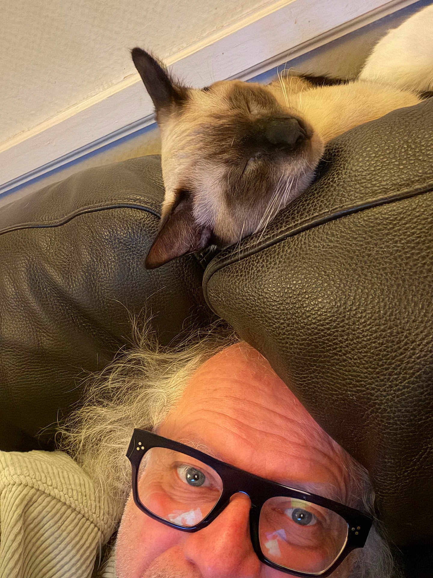 Ava a rejoint le concours — aidez-le/la à gagner de superbes lots ! man, cat, siamese_cat, glasses, gray_hair, couch, leather, indoor, relaxing, sleeping_cat, closeup, face, whiskers, furniture, resting, casual, head, portrait, cozy, home