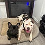 Ghost And Shadow is registered to the contest to win money with this photo: dog, dogs, french_bulldog, pitbull, pet, dog_bed, harness, indoor, hardwood_floor, paws, ears, tongue_out, looking_at_camera, two_animals, black_dog, white_dog, canine, home_interior, scooter, room_divider