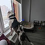Ghost And Shadow is registered to the contest to win money with this photo: dog, pet, indoor, window, snow_outside, harness, standing, radiator, dog_bed, floor, apartment, leash, looking_out, back_view, white_fur, brown_spots, canine, collar, food_bowl, toy