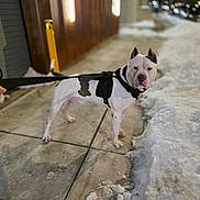 Ghost And Shadow is registered to the contest to win money with this photo: dog, canine, harness, leash, snow, sidewalk, concrete, night, street, urban, bokeh, standing, alert, white_coat, black_patch, ears, muzzle, paws, human_hand, outdoor_lighting