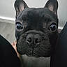 Shadow is registered to the contest to win money with this photo: dog, french_bulldog, black_dog, pet, close_up, indoor, curious, snout, ears, wide_eyes, animal, companion, cute, face, looking_up, domestic_animal, paw, fur, nose, portrait