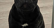 Shadow is registered to the contest to win money with this photo: dog, french_bulldog, black_dog, pet, animal, indoor, floor, cute, portrait, sitting, looking, ears, face, nose, whiskers, paw, fur, companion, domestic, canine