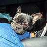 animal, black_dog, blue_jeans, car_interior, casual, close_up, companion, cute, dog, domestic_animal, ear, floor, footwear, french_bulldog, knee, person, pet, resting, sleepy, sneaker