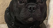 Shadow is registered to the contest to win money with this photo: animal, black_dog, canine, carpet, close_up, companion, cute, dog, ears, floor, french_bulldog, friendship, harness, indoor, looking_up, paw, pet, sitting, texture, white_paw