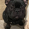 Shadow is registered to the contest to win money with this photo: dog, french_bulldog, black_dog, pet, animal, canine, indoor, close_up, harness, ears, paw, white_paw, floor, carpet, cute, looking_up, sitting, texture, companion, friendship