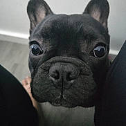 Shadow joined the competition — help win amazing prizes! dog, french_bulldog, black_dog, close_up, pet, animal, indoor, curious, face, ears, snout, wide_eyes, floor, wall, legs, looking_up, canine, companion, cute, wrinkles