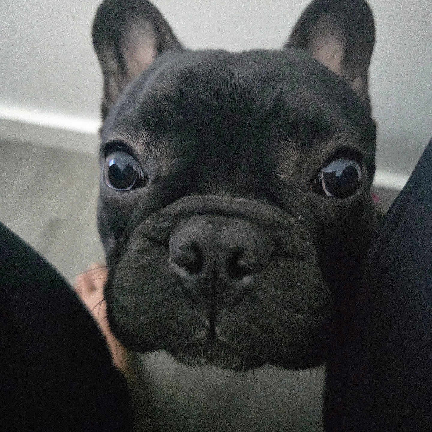 Shadow joined the competition — help win amazing prizes! dog, french_bulldog, black_dog, close_up, pet, animal, indoor, curious, face, ears, snout, wide_eyes, floor, wall, legs, looking_up, canine, companion, cute, wrinkles
