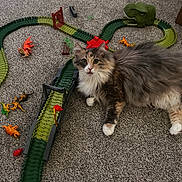 Meowmers joined the competition — help win amazing prizes! animal, brown, carpet, cat, curious, dinosaur_toys, feline, floor, fluffy, gray, green, indoor, mouth_open, orange, pet, playtime, red, small_toys, toy_track, wide_eyes