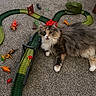 animal, brown, carpet, cat, curious, dinosaur_toys, feline, floor, fluffy, gray, green, indoor, mouth_open, orange, pet, playtime, red, small_toys, toy_track, wide_eyes