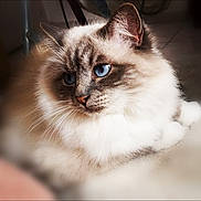 Lili a rejoint le concours — aidez-le/la à gagner de superbes lots ! cat, blue_eyes, fluffy, fur, pet, close_up, animal, indoor, relaxed, whiskers, ears, face, mammal, cute, domestic_animal, feline, soft, portrait, sleepy, calm