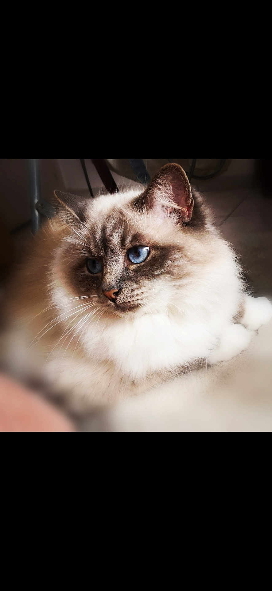 Lili a rejoint le concours — aidez-le/la à gagner de superbes lots ! cat, blue_eyes, fluffy, fur, pet, close_up, animal, indoor, relaxed, whiskers, ears, face, mammal, cute, domestic_animal, feline, soft, portrait, sleepy, calm