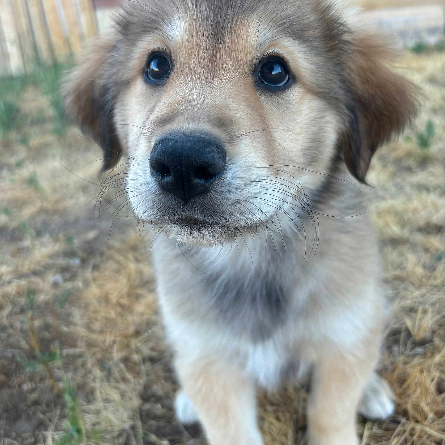 Hopper joined the competition — help win amazing prizes! animal, canine, cockerspaniel, collie, dog, eskimodog, goldenretriever, grass, hound, husky, labradorretriever, pet, plant, puppy, snout, whitedog