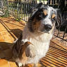 animal, australian_shepherd, canine, closeup, daylight, dog, expression, fence, fluffy_coat, greenery, nature, outdoor, patio, paw_raised, pet, portrait, railing, shadow, sunlight, tiled_floor
