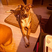 Taila participe au concours pour gagner de l'argent avec cette photo : dog, pet, indoor, floor, cushion, wooden_floor, brown_dog, relaxed, crossed_paws, animal, mammal, domestic_animal, furniture, home, resting, looking_at_camera, ears_up, calm, light_shadow, living_room