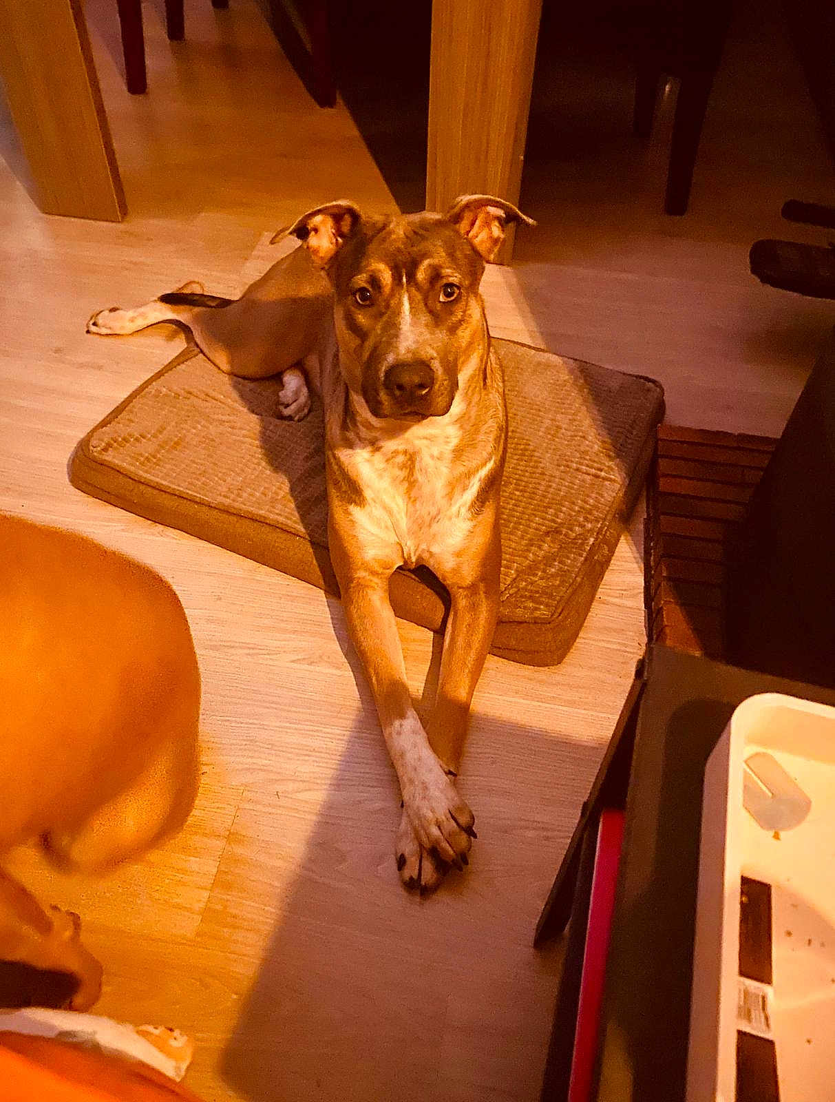 Taila participe au concours pour gagner de l'argent avec cette photo : dog, pet, indoor, floor, cushion, wooden_floor, brown_dog, relaxed, crossed_paws, animal, mammal, domestic_animal, furniture, home, resting, looking_at_camera, ears_up, calm, light_shadow, living_room