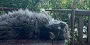 Nixie a rejoint le concours — aidez-le/la à gagner de superbes lots ! cat, gray_cat, fluffy, outdoor, table, wooden_table, greenery, plants, sunlight, relaxed, pet, animal, whiskers, feline, nature, garden, chair, wooden_chair, curious, upside_down