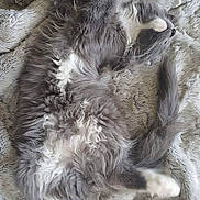 Nixie a rejoint le concours — aidez-le/la à gagner de superbes lots ! cat, fluffy, grey, white, sleeping, upside_down, paws, fur, blanket, cozy, relaxed, pet, indoor, resting, cute, animal, whiskers, tail, soft, comfort