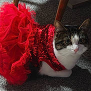 Vivian joined the competition — help win amazing prizes! cat, animal, pet, feline, red_dress, sequins, tulle, carpet, indoor, costume, cute, whiskers, ears, eyes, sitting, fur, adorable, looking_up, domestic, fashion