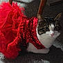cat, animal, pet, feline, red_dress, sequins, tulle, carpet, indoor, costume, cute, whiskers, ears, eyes, sitting, fur, adorable, looking_up, domestic, fashion