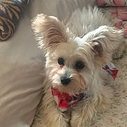 Chopper joined the competition — help win amazing prizes! animal, bandana, bed, blanket, companion, cozy, cute, dog, domestic, ears, face, fluffy, fur, indoor, looking, lying_down, pet, pillow, resting, white