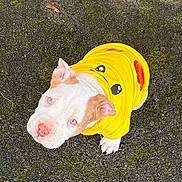 Dobby participe au concours pour gagner de l'argent avec cette photo : dog, puppy, pet, yellow_hoodie, clothing, pavement, outdoor, looking_up, blue_eyes, white_fur, pink_nose, ears, adorable, portrait, close_up, small_dog, moss, asphalt, cute, paw