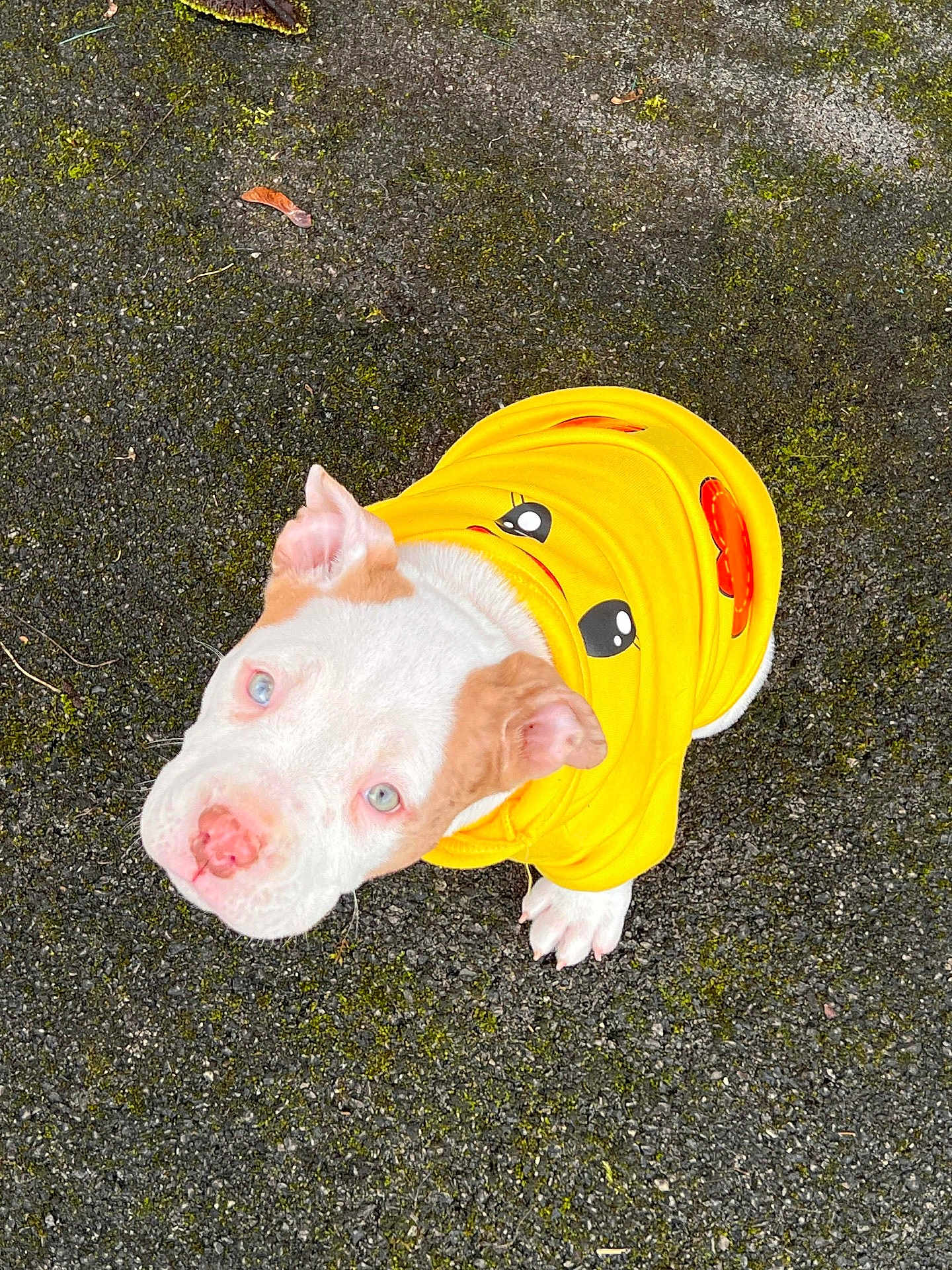 Dobby participe au concours pour gagner de l'argent avec cette photo : dog, puppy, pet, yellow_hoodie, clothing, pavement, outdoor, looking_up, blue_eyes, white_fur, pink_nose, ears, adorable, portrait, close_up, small_dog, moss, asphalt, cute, paw