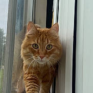 Sherbert is registered to the contest to win money with this photo: cat, ginger_cat, window, reflection, curious, indoor, green_eyes, whiskers, feline, pet, domestic_animal, fur, close_up, portrait, animal, house, daylight, glass, outdoor_background, wall