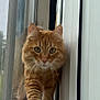 cat, ginger_cat, window, reflection, curious, indoor, green_eyes, whiskers, feline, pet, domestic_animal, fur, close_up, portrait, animal, house, daylight, glass, outdoor_background, wall