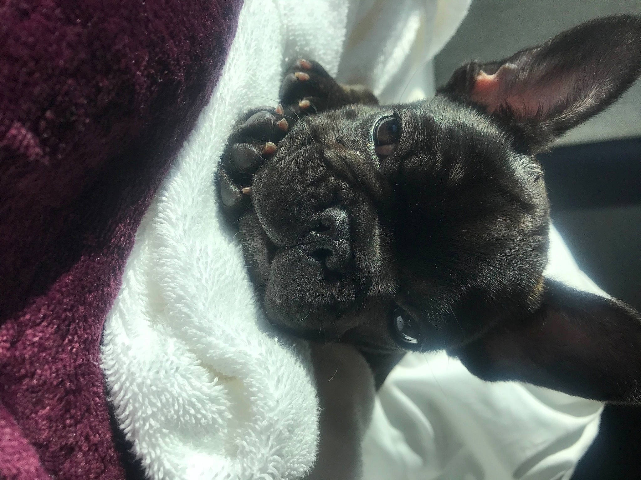 Aiko is registered to the contest to win money with this photo: boston_terrier, bulldog, canidae, carnivore, comfort, companion_dog, dog, dog_breed, ear, fawn, french_bulldog, nap, non_sporting_group, snout, sporting_group, terrestrial_animal, toy_dog, whiskers, working_animal, wrinkle