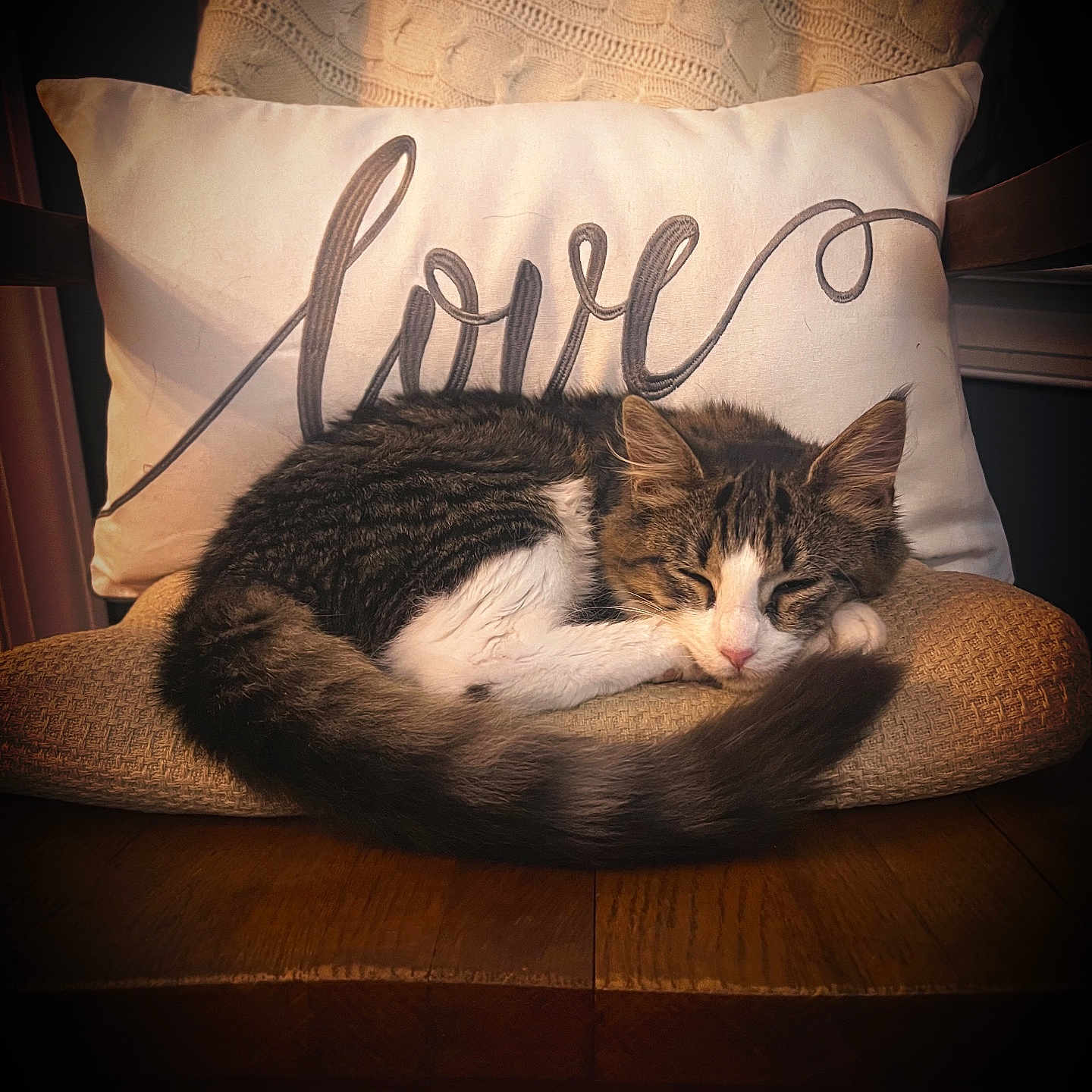 Remy joined the competition — help win amazing prizes! abyssinian, animal, architecture, armchair, building, cat, chair, couch, cushion, furniture, hardwood, homedecor, indoors, kitten, livingroom, manx, pet, pillow, room, wood