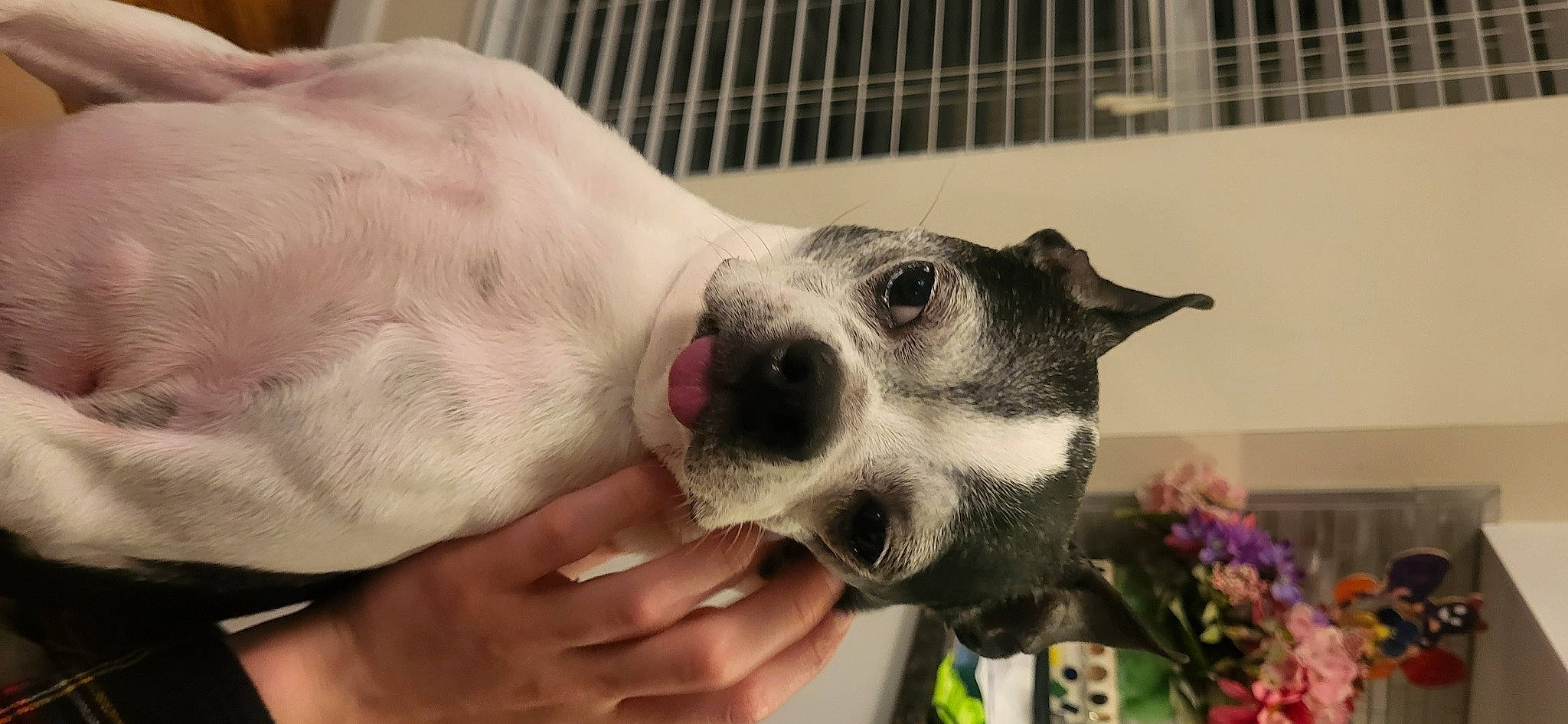 Cookie joined the competition — help win amazing prizes! animal_shelter, canidae, carnivore, collar, companion_dog, dog, dog_breed, dog_supply, ear, fawn, flower, fur, non_sporting_group, paw, pet_supply, plant, snout, sporting_group, whiskers, working_animal