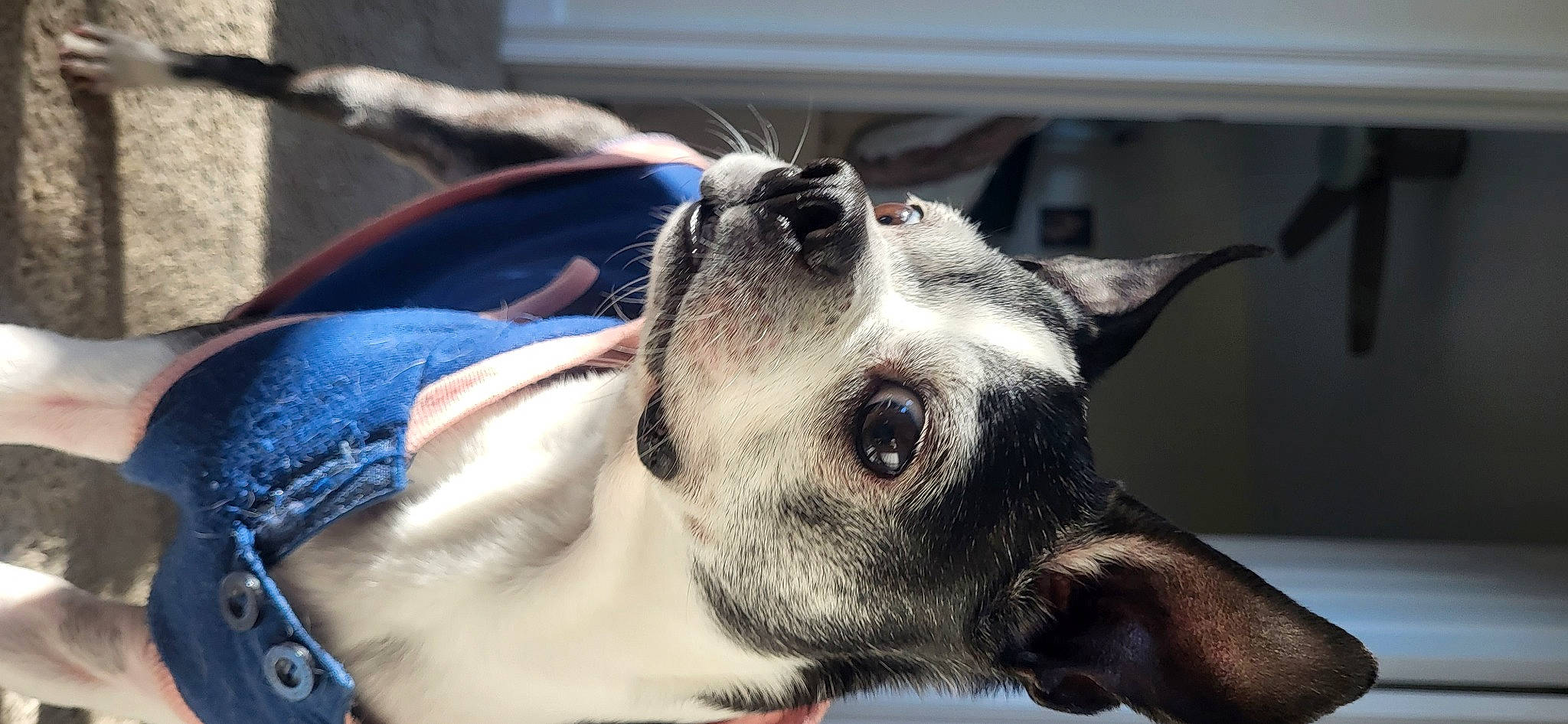 Cookie is registered to the contest to win money with this photo: carnivore, collar, companion_dog, dog, dog_breed, dog_collar, ear, electric_blue, fawn, felidae, fur, jaw, mammal, pet_supply, snout, sporting_group, terrestrial_animal, toy_dog, whiskers, working_animal