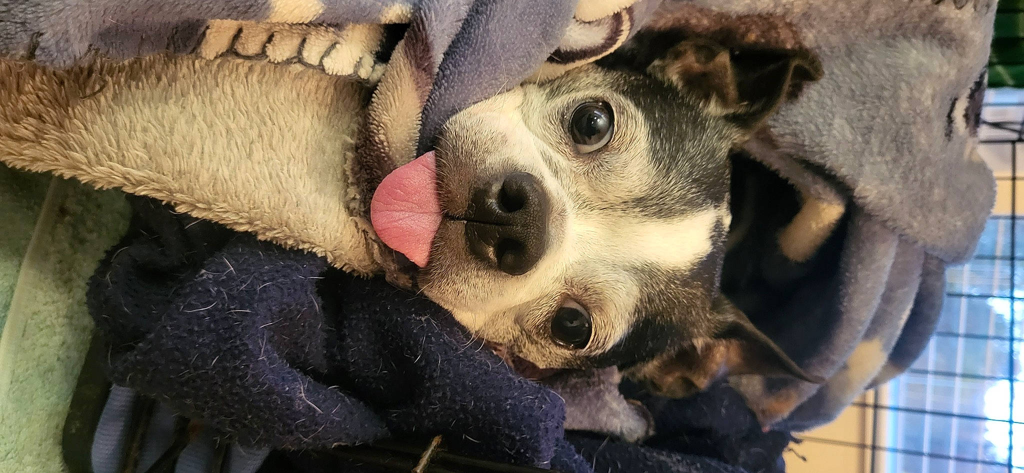 Cookie joined the competition — help win amazing prizes! australian_cattle_dog, canidae, carnivore, companion_dog, couch, dog, dog_breed, ear, fawn, fur, paw, puppy, puppy_love, snout, sporting_group, street_dog, terrestrial_animal, whiskers, wildlife, working_animal