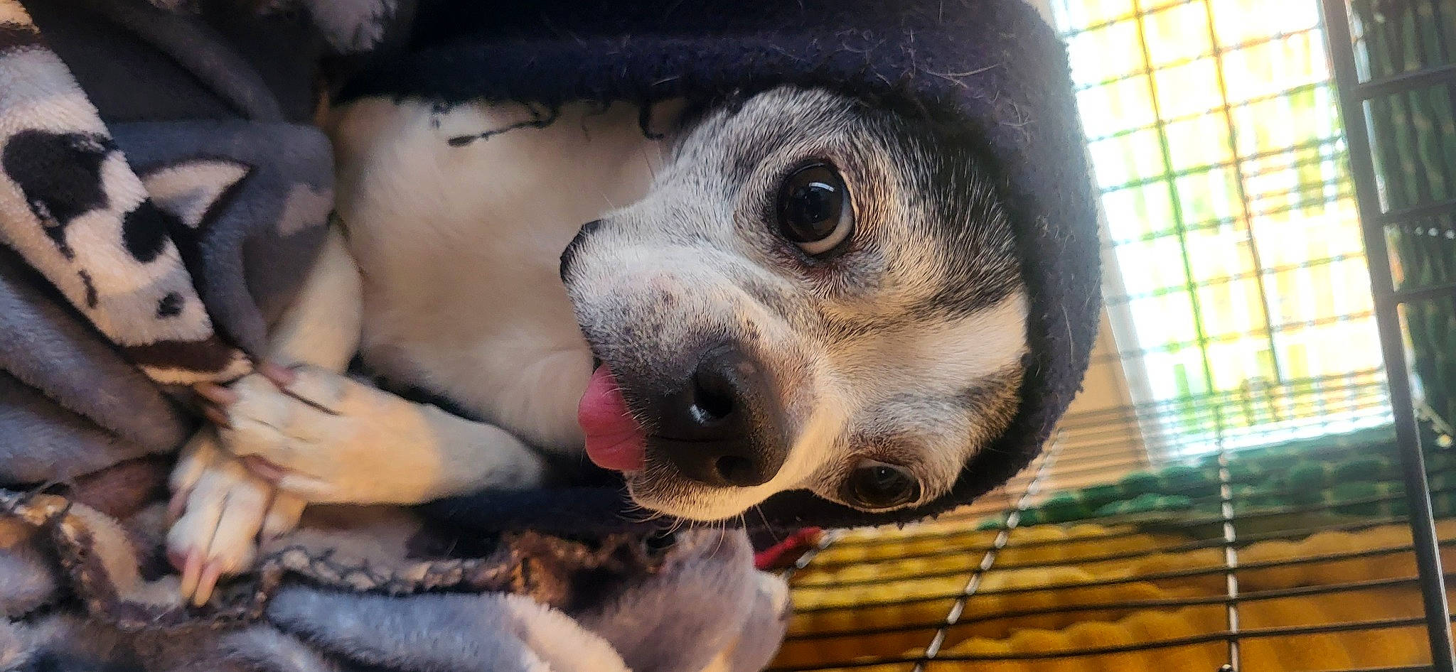 Cookie is registered to the contest to win money with this photo: canidae, carnivore, companion_dog, dog, dog_breed, dog_crate, dog_supply, fawn, fur, mesh, nose, paw, puppy, snout, sporting_group, street_dog, terrestrial_animal, whiskers, working_animal, working_dog