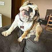 Poppy is registered to the contest to win money with this photo: animal, brown, bulldog, chair, collar, couch, cute, dog, ears, furniture, home, indoor, living_room, motion_blur, paw, pet, shake, tag, white, wooden_door