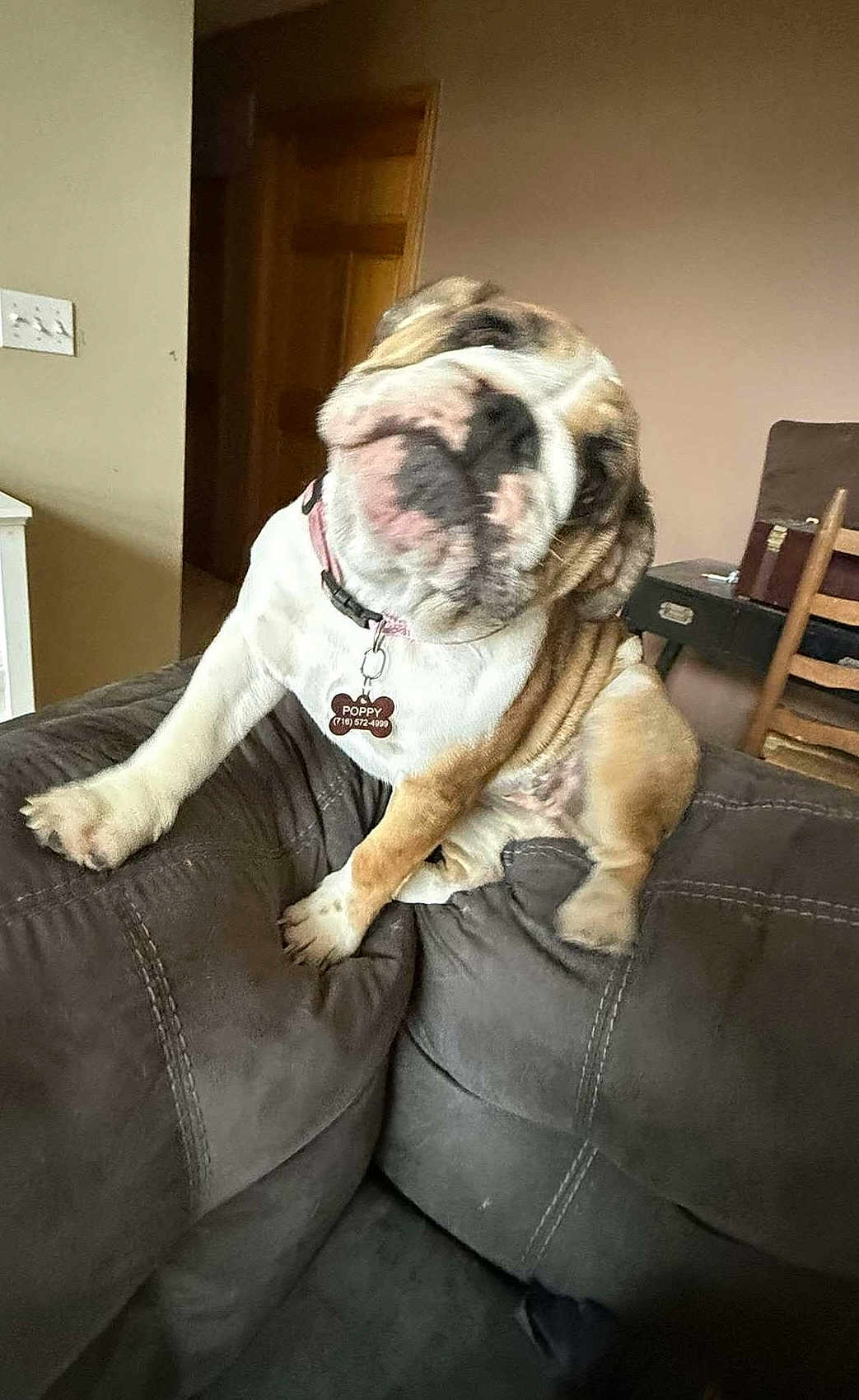 Poppy is registered to the contest to win money with this photo: animal, brown, bulldog, chair, collar, couch, cute, dog, ears, furniture, home, indoor, living_room, motion_blur, paw, pet, shake, tag, white, wooden_door