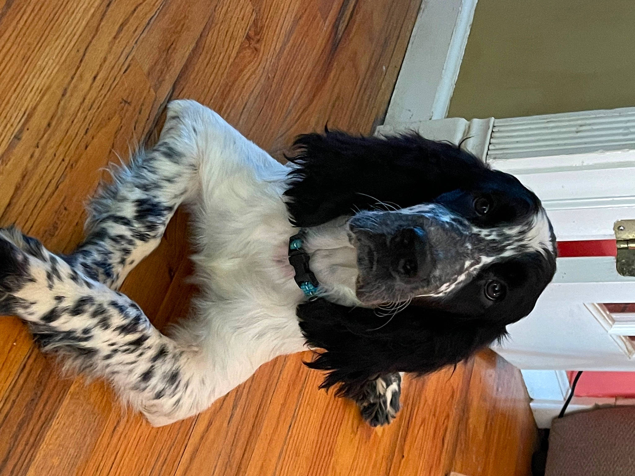 Bernard joined the competition — help win amazing prizes! canidae, carnivore, collar, companion_dog, dog, dog_breed, dog_collar, dog_supply, feather, flooring, fur, goggles, hardwood, pet_supply, snout, sporting_group, sunglasses, tail, wood, working_animal