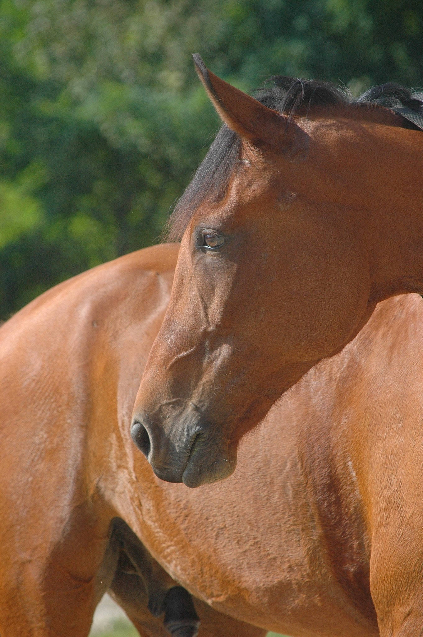 Aiko a rejoint le concours — aidez-le/la à gagner de superbes lots ! fawn, horse, liver, mammal, mane, mare, mustang_horse, organism, snout, sorrel, stallion, terrestrial_animal, vertebrate, wildlife