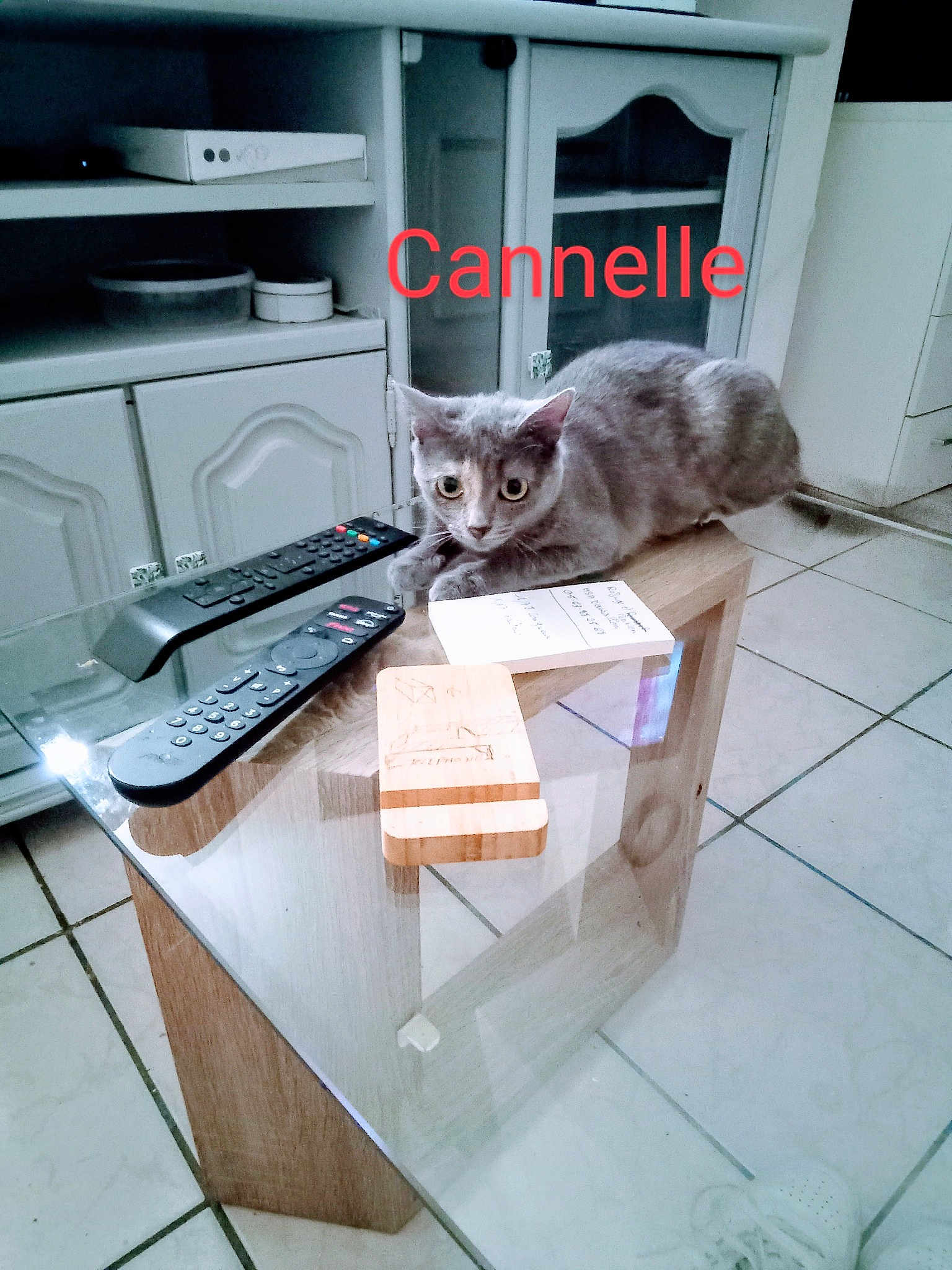 Canelle