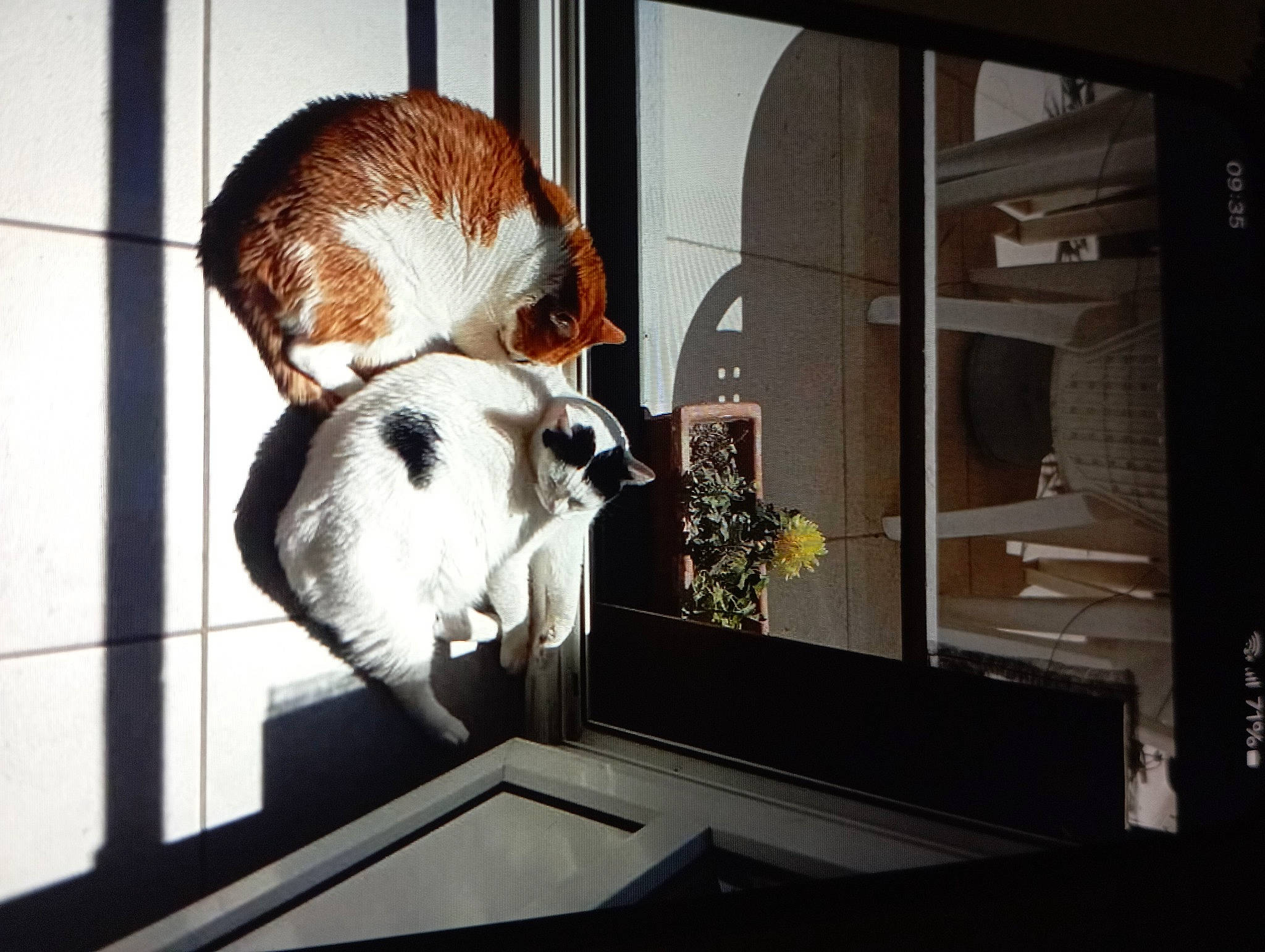 Lyla participe au concours pour gagner de l'argent avec cette photo : animal_shelter, building, cage, carnivore, cat, domestic_short_haired_cat, fawn, felidae, fur, metal, pet_supply, plant, room, small_to_medium_sized_cats, snout, sporting_group, tail, whiskers, window, wood