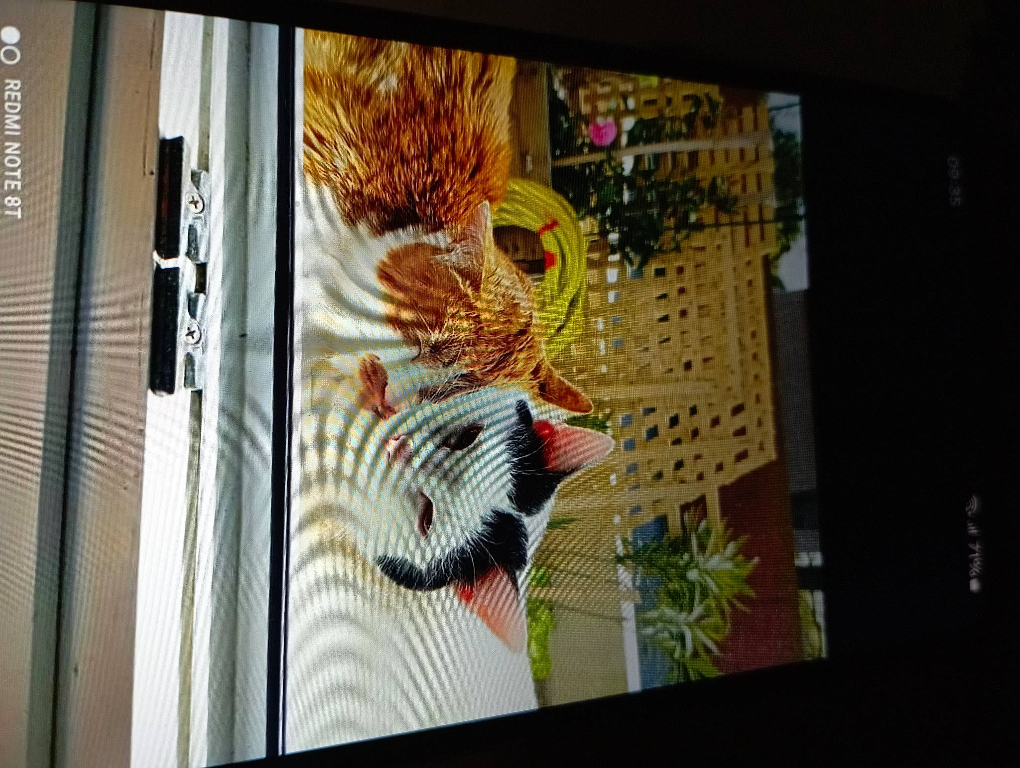 Lyla participe au concours pour gagner de l'argent avec cette photo : art, big_cats, building, carnivore, display_device, electronic_device, fawn, felidae, font, fur, glass, plant, rectangle, room, small_to_medium_sized_cats, tree, visual_arts, whiskers, wildlife, window