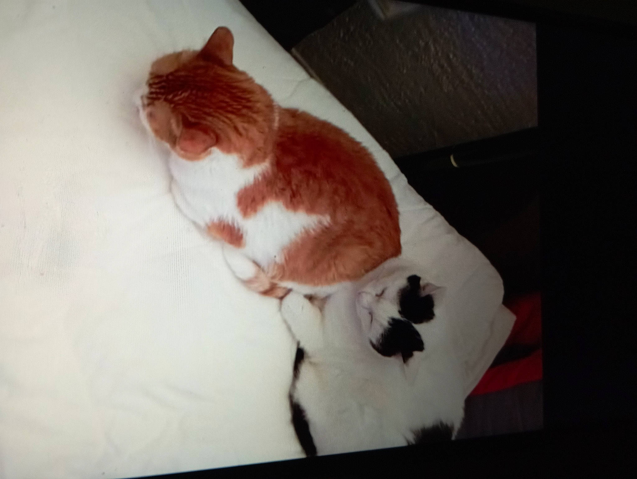 Lyla a rejoint le concours — aidez-le/la à gagner de superbes lots ! carnivore, cat, comfort, domestic_short_haired_cat, fawn, felidae, flooring, fur, hardwood, paw, room, small_to_medium_sized_cats, snout, tail, whiskers, wood