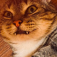 Gato is registered to the contest to win money with this photo: cat, close_up, tabby, feline, yellow_eyes, fangs, whiskers, fur, pet, animal, cute, mammal, domestic_cat, portrait, face, indoor, relaxed, wooden_floor, tabby_cat, vampire_fangs