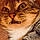 Gato